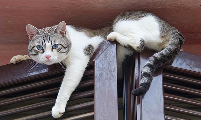 为什么猫咪能躺着睡觉，为什么猫咪能躺着睡觉也喜欢折手（暴露了你对它的重要性）