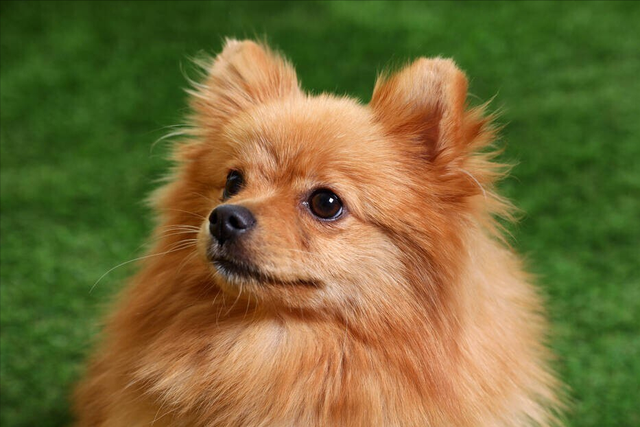 最适合家庭养的狗，十种最好养的狗狗（好养又温顺的5种狗）