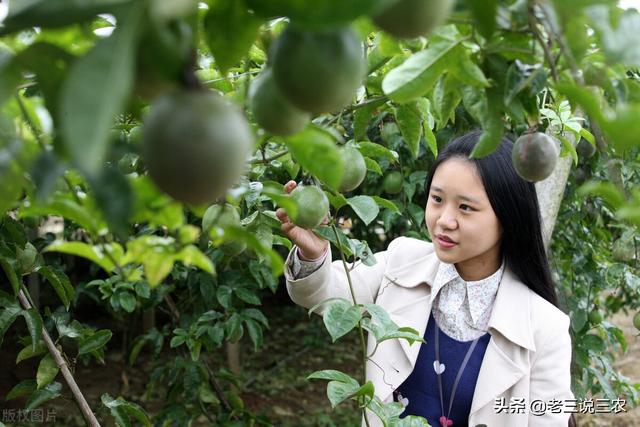 百香果的种植方法，百香果种植时间和方法（教你怎样种百香果树）