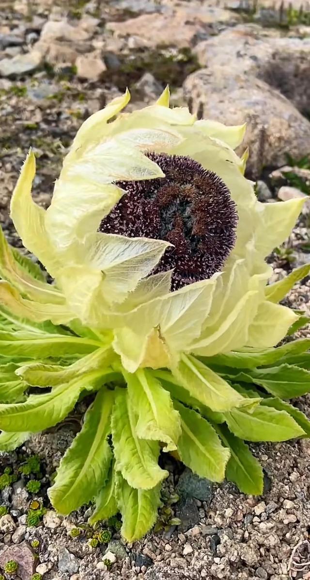 石家庄薰衣草庄园，石家庄薰衣草庄园什么时候开花（薰衣草庄园）