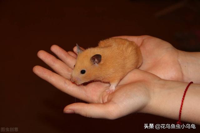 仓鼠最喜欢吃什么，仓鼠最喜欢吃什么食物（能吃的种类在这里了）