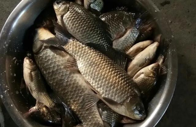 鲫鱼窝料的自制配方，野钓鲫鱼酒米绝密配方大全（自制钓鲫鱼酒米窝料）