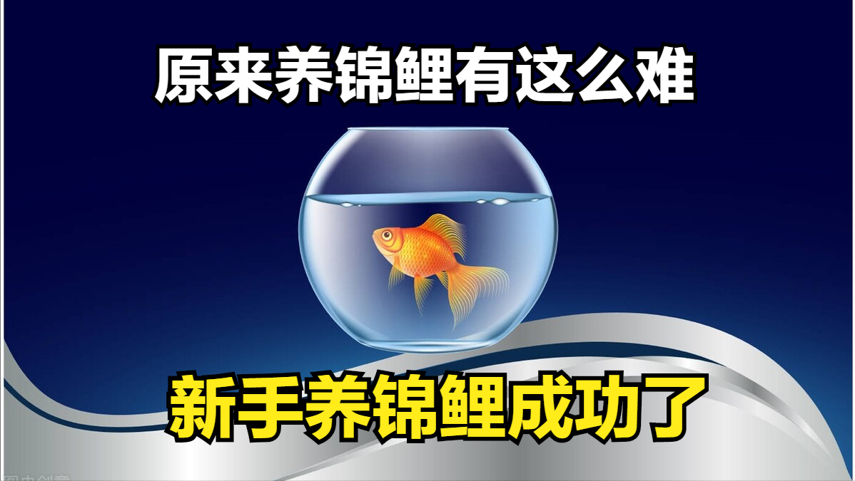新手养锦鲤成功经验分享：从零开始轻松养出健康漂亮的锦鲤鱼图赏