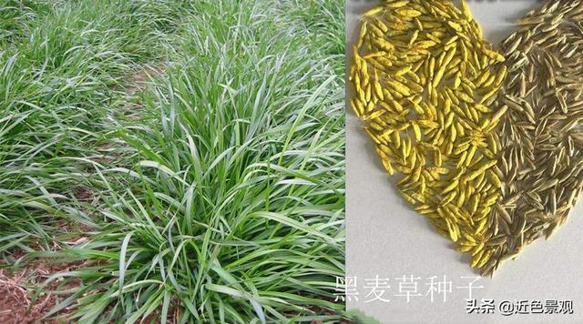 钝叶草（钝叶草），园林绿化中常见草坪植物种类（葎草叶片病害）