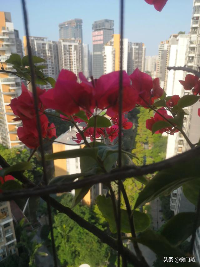 阳台花开文案短句，五绝·阳台花开