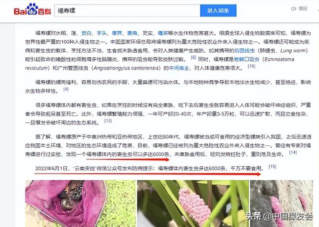 福寿螺能吃吗，福寿螺能吃吗南车的话播放一个视频怎么做（人民日报都说只要彻底煮熟就可以）