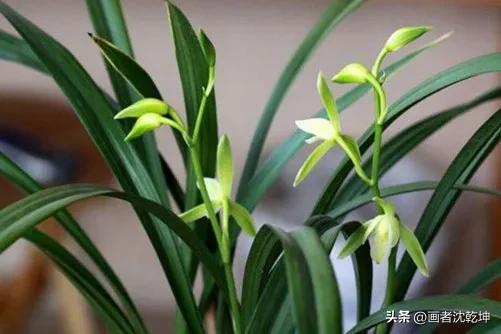 十大最贵最美兰花，绝美兰花50幅