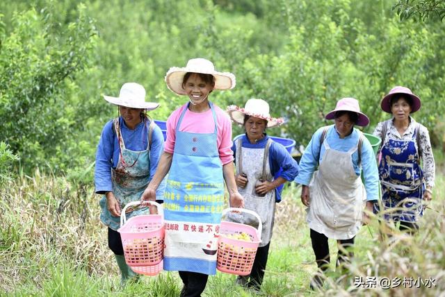 蜂糖李适合什么地区种植，蜂糖李好种吗（蜂糖李被誉为“李中贵族”）