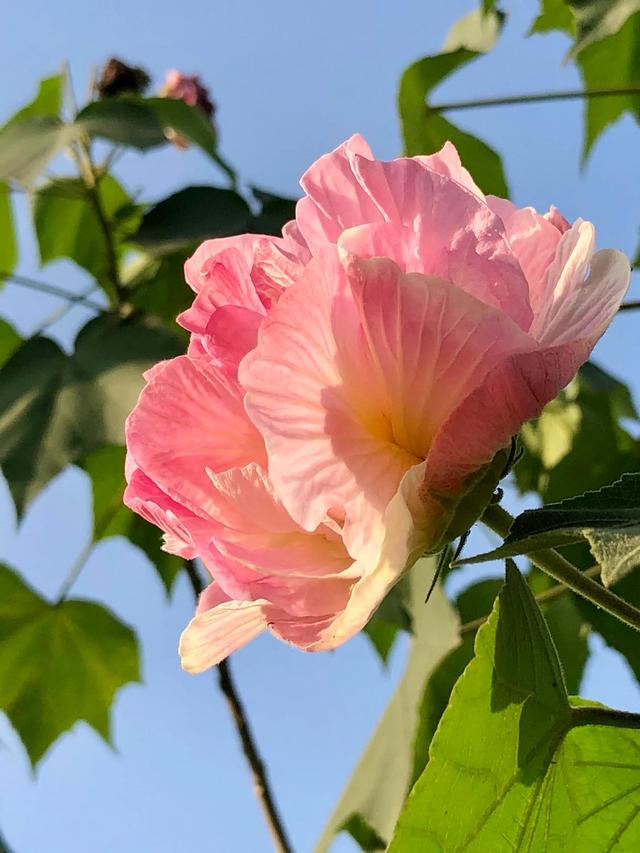 芙蓉花的寓意和象征，芙蓉花的寓意（芙蓉花，成都最美的花）