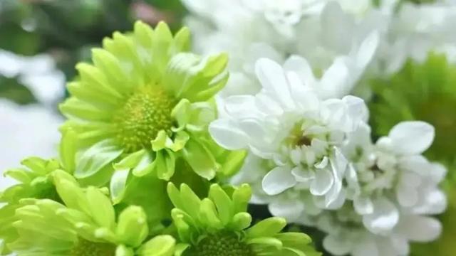 花为什么是五颜六色的呢，花为什么是五颜六色的呢（花为什么会有不同种颜色）