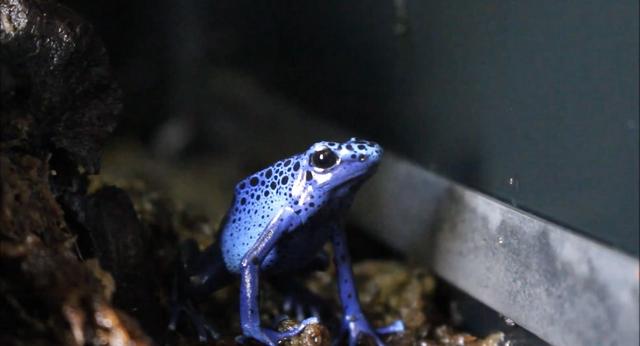 箭毒蛙有天敌吗，箭毒蛙有没有天敌（色彩斑斓背后的“毒液之王”箭毒蛙）