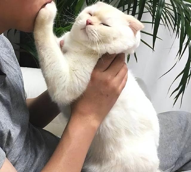 养猫的人容易得什么病，养猫容易得什么病（网友：我得了好几种病）