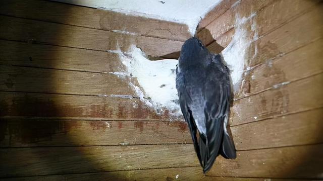 燕窝的价格，燕窝的价格表（贵的一斤卖2万6,两个儿子不愿意学,手艺即将失传）