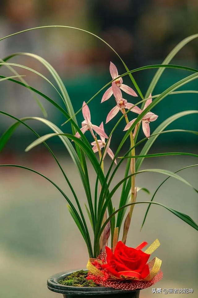 十大最贵最美兰花，绝美兰花50幅