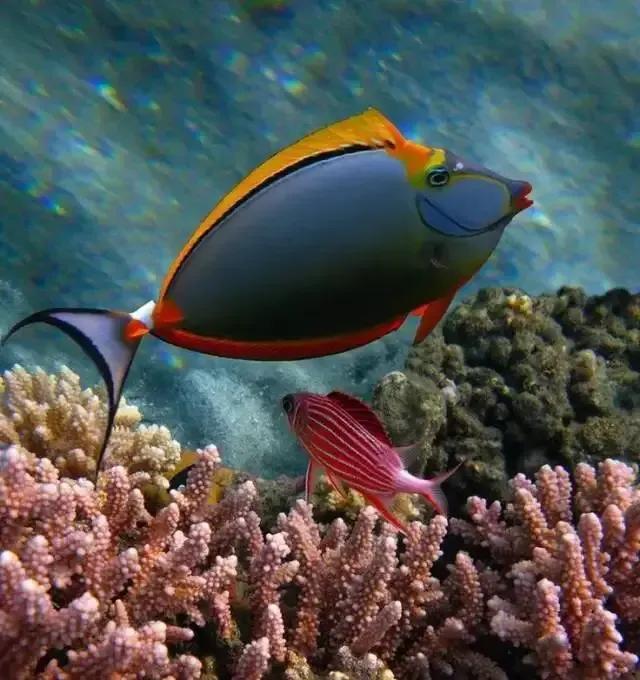 100多种神仙鱼欣赏，鳕鱼图片大全