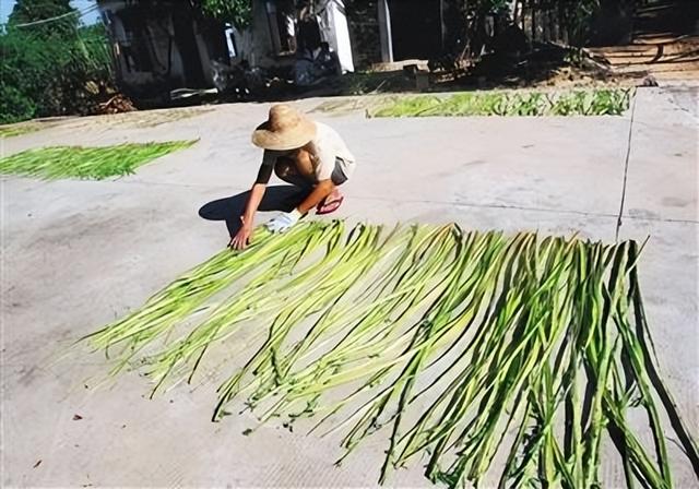 象征绿色环保的植物，象征绿色环保的植物图片（印度黄麻一年33亿产值）