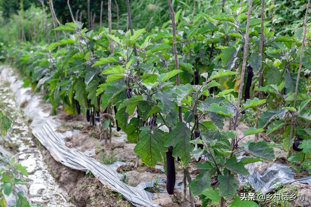 一个番茄钟多长时间，番茄时间法通常多少分钟为一个番茄钟（番茄、辣椒、茄子管理不用愁）