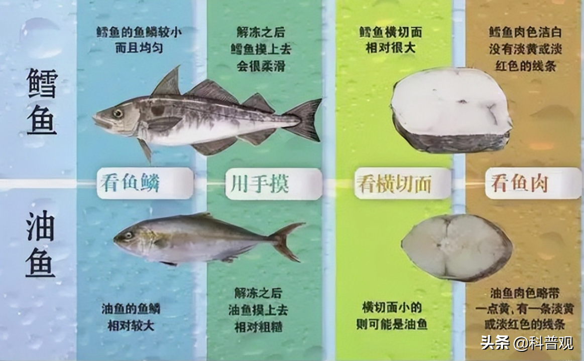 鳕鱼和油鱼怎么区分图片