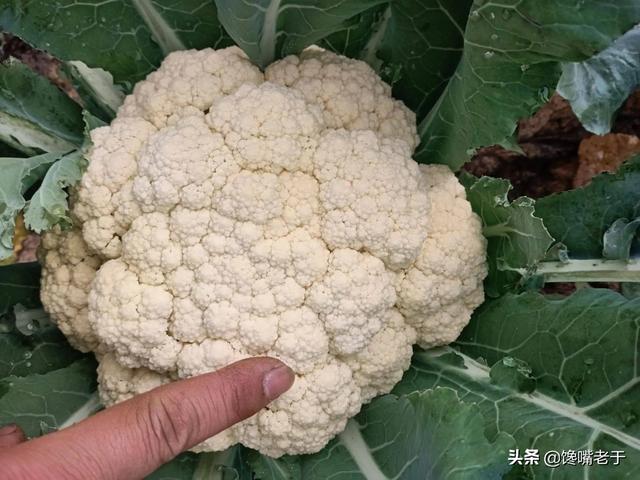 菜花是什么菜，菜花是什么菜图片（看完赶紧收藏告诉家人）