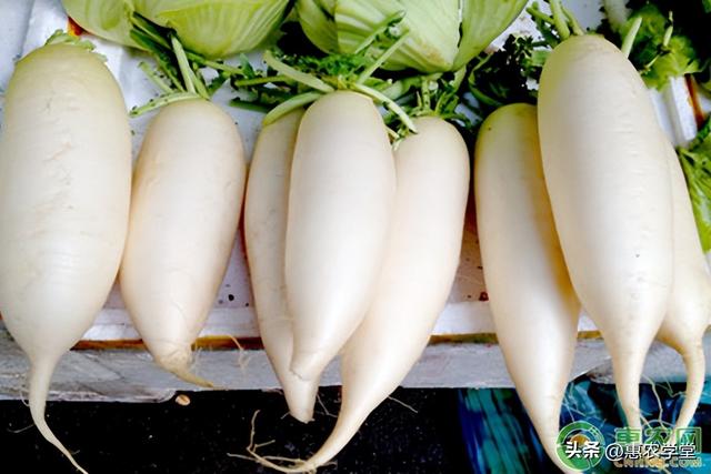 白萝卜选购技巧，白萝卜批发价格多少钱一斤