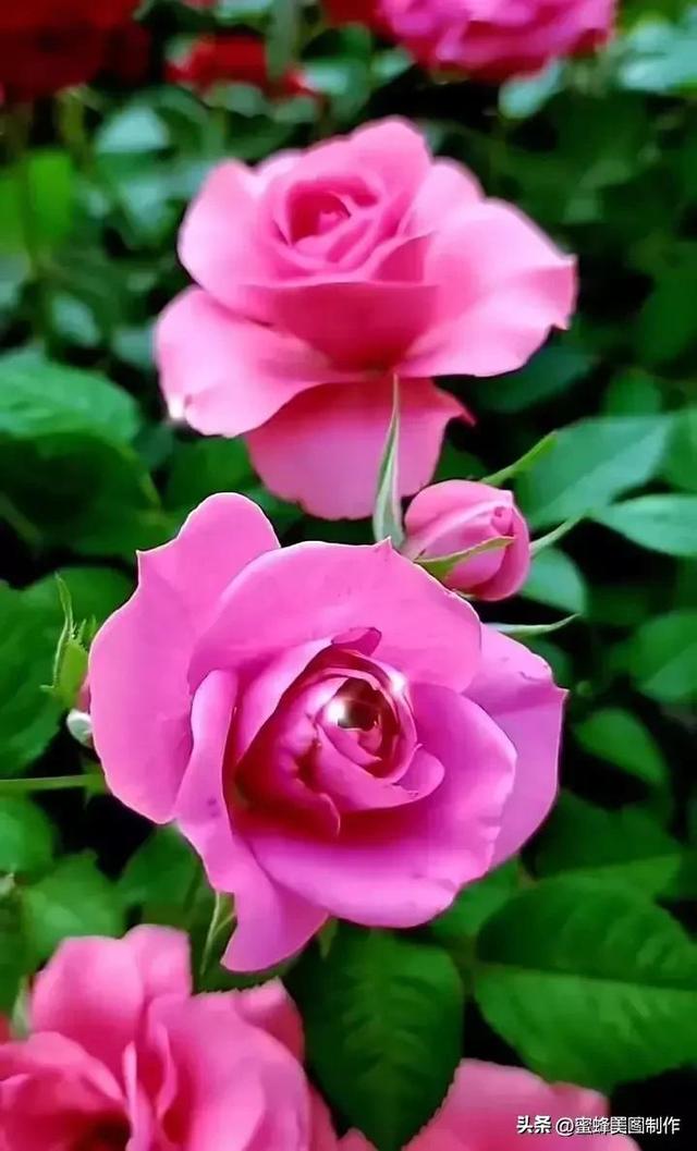 七夕节的图片，七夕浪漫情人节，玫瑰壁纸（七夕节的图片）