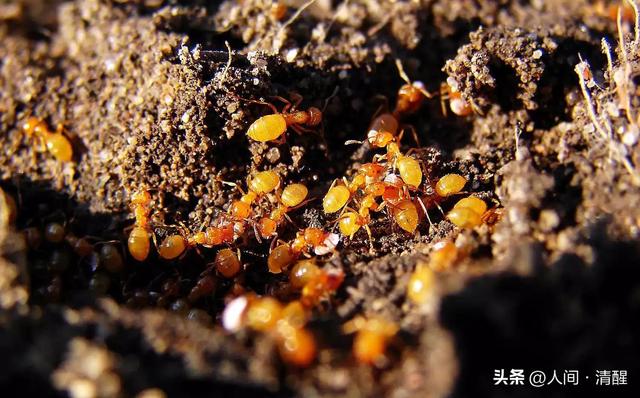 蚂蚁喜欢吃什么食物,大象爱吃什么东西(关于各种蚂蚁的简介) 蚂蚁喜欢吃什么食物,大象爱吃什么东西(关于各种蚂蚁的简介)