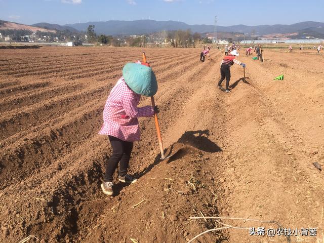 怎样在家里种大蒜，如何在家里种大蒜（从播种到越冬前重点注意这几点）