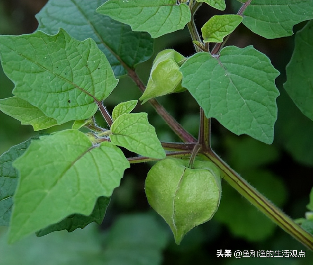 四棱草的功效与作用(踏春必备) - 行就行