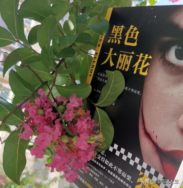 黑色大丽花电影（追踪黑色大丽花）