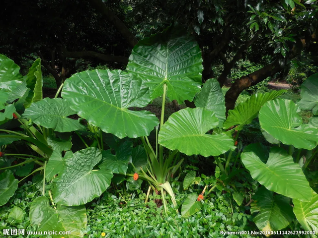 水芋头腌制方法，腌制芋头的方法（一片叶子可以做一盘菜）