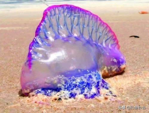 全球十大剧毒章鱼盘点：揭秘海洋中最致命的四大毒物，危险程度超乎想象！