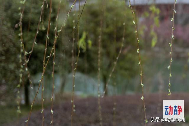 桃花别称，桃花别称男生是玄都女生是红雨（我们一起学过的春风的古雅别称）