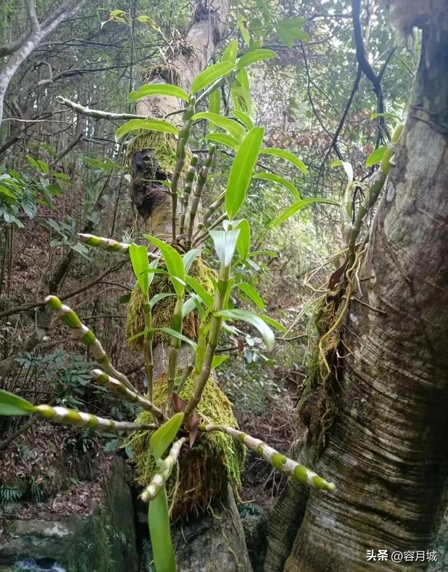 铁皮石斛多少钱，石斛多少钱一斤（九大仙草之首“石斛”）