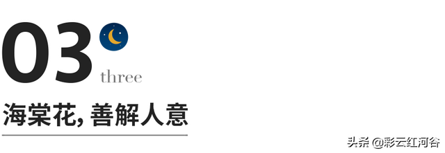 山茶花花语及代表意义，山茶花的花语和象征（你喜欢什么花，就是什么人）