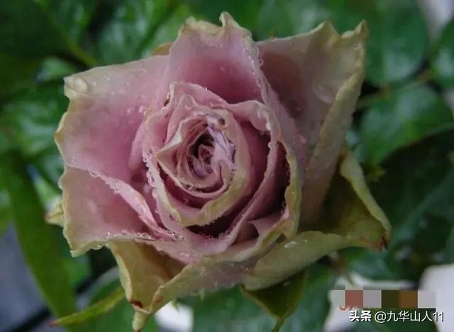 红帽子月季的品种介绍和养殖方法,小红帽月季有几种颜色(常见丰花月季