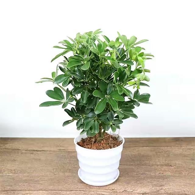 室内养什么花最好，适合家里养的18种花（空气质量高很美观）