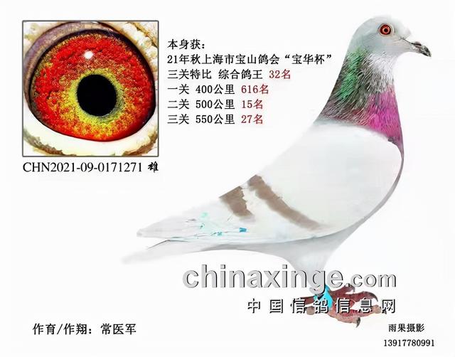 什么鸽子引天落，什么叫天落鸽子（引赛绩鸽修得正果——飞出三关鸽王冠军）