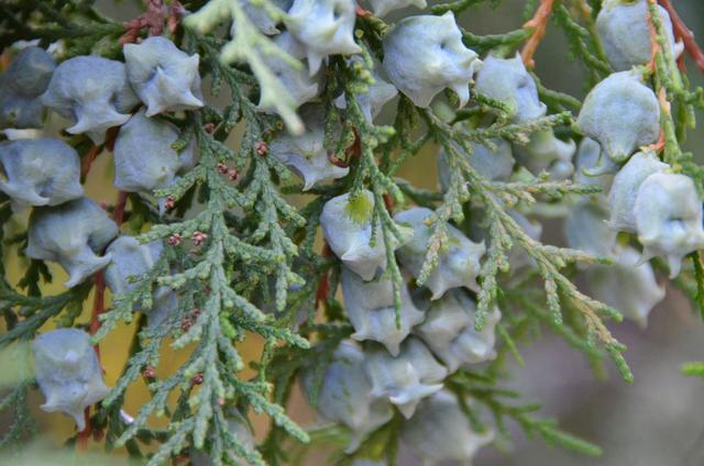 正宗侧柏树图片，侧柏树（侧柏树图片（侧柏）