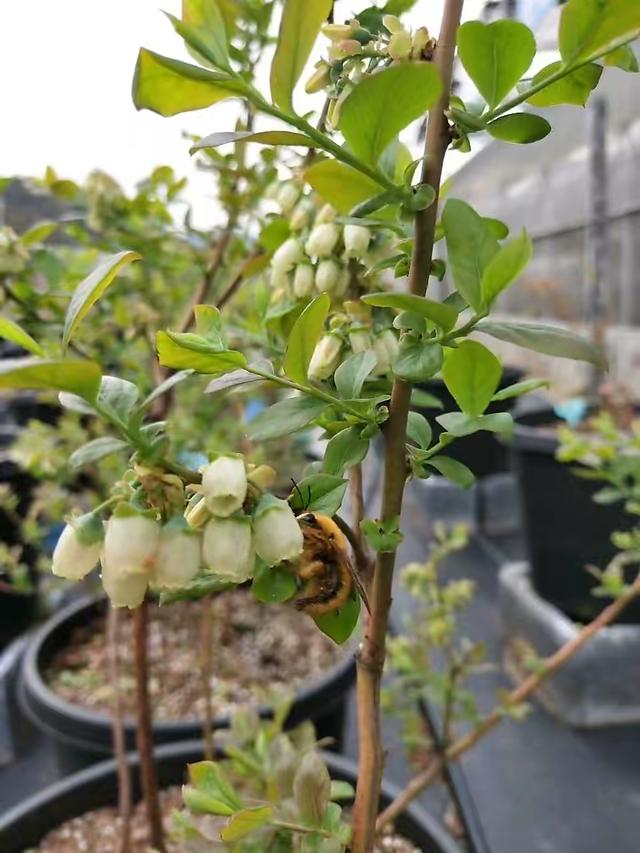 蓝莓种植技术，蓝莓种植技术和适宜气候条件（果子又大又多又美味）