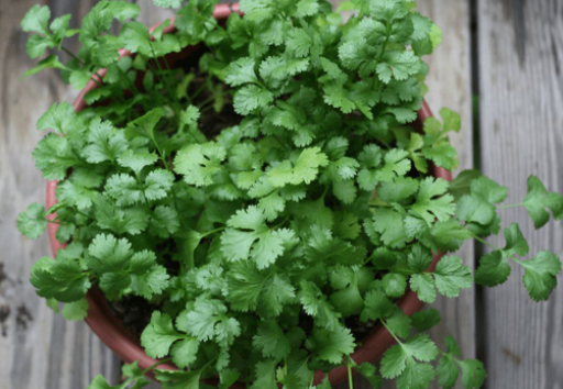 空心菜叶子能吃吗，空心菜的叶子不能吃（5种“青菜根”）