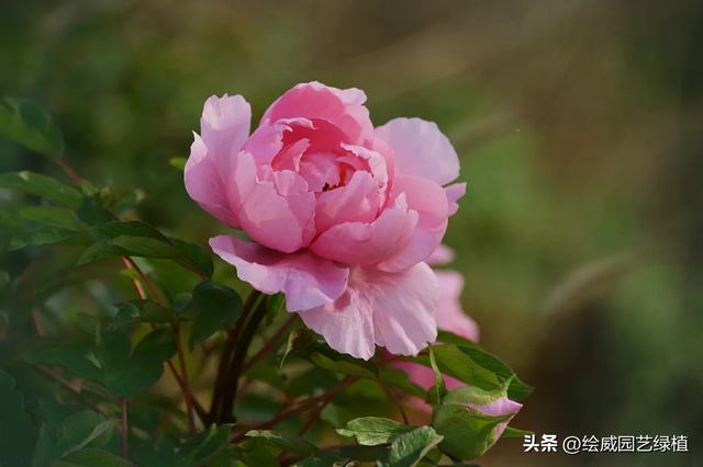 具有美好寓意的事物，具有美好寓意的东西（花草中的10大“祥瑞”品种）