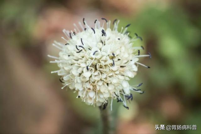 曼陀罗花的图片，曼陀罗花是什么（301味中药材的原植物彩色图谱）