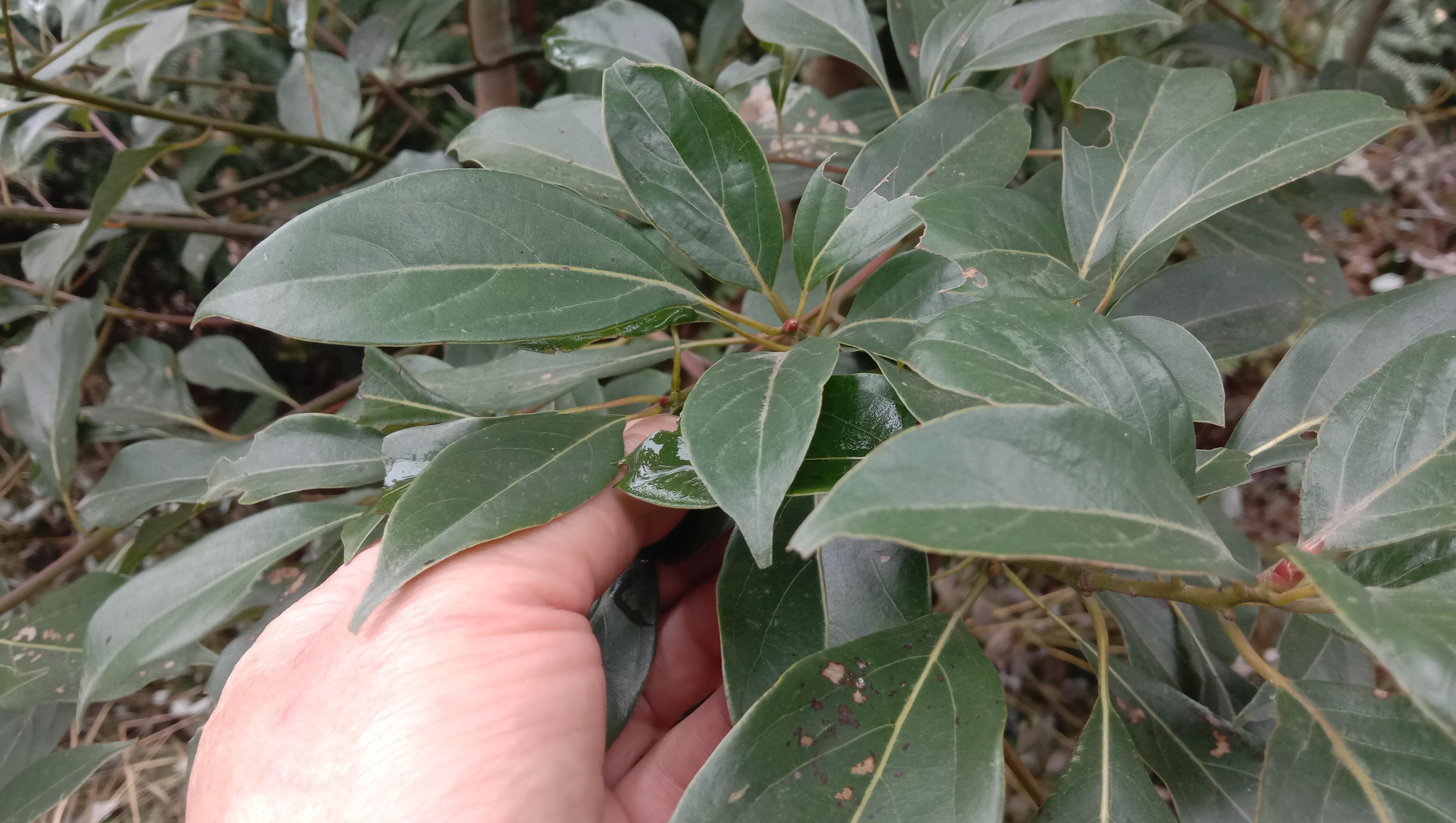 请问香樟树叶能治疗风湿吗(我用它煮水泡脚,祛风除湿) - 彝家农业网