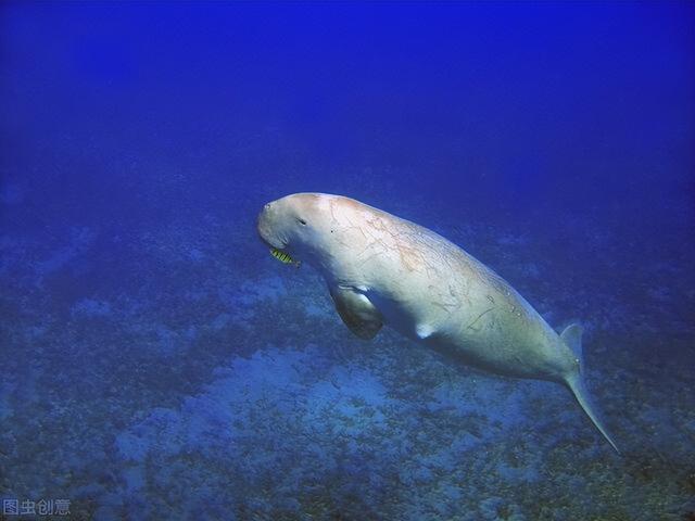 據說美人魚的神話就是海牛目的水生哺乳動物引發的靈感,這些膽小溫順