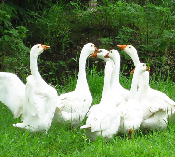 黄鼠狼的天敌是什么，黄鼠狼的天敌是什么?准确点吧（狡猾的黄鼠狼为啥怕大白鹅）