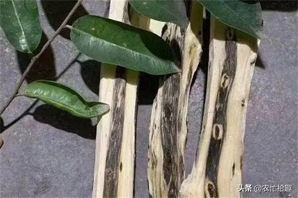 沉香种植方法与技术，沉香种植方法与技术（号称种5年赚5万）