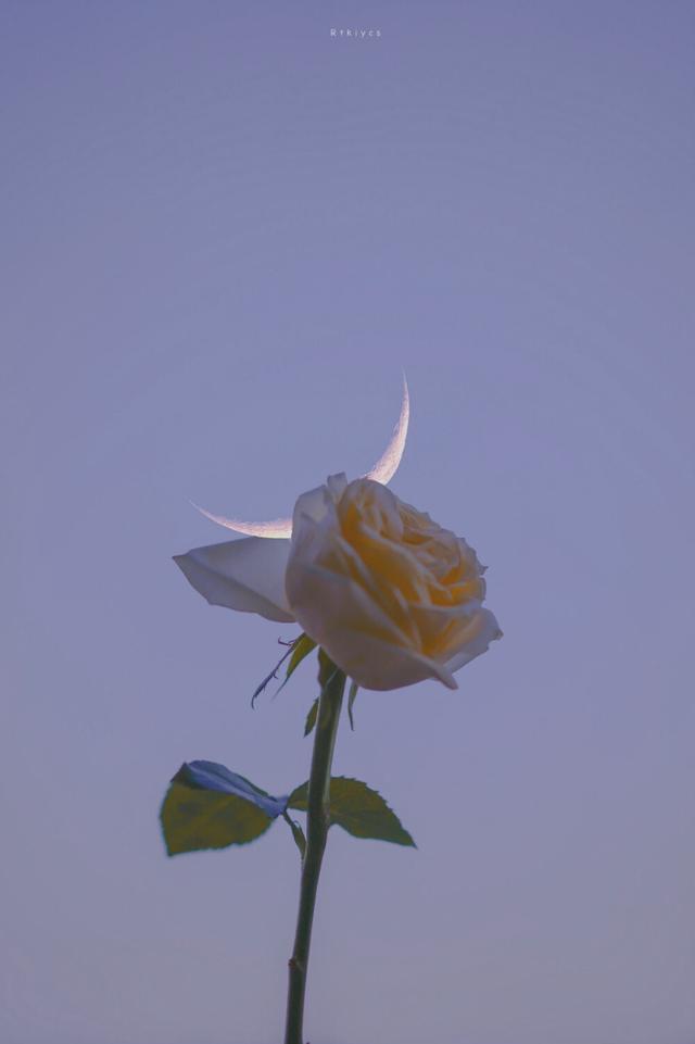 carpe diem，微信头像，carpe diem（及时行乐）（每一个都是别具一格的存在）