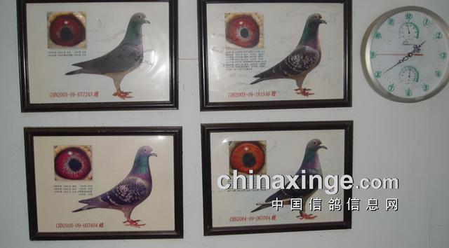 什么鸽子引天落，什么叫天落鸽子（引赛绩鸽修得正果——飞出三关鸽王冠军）