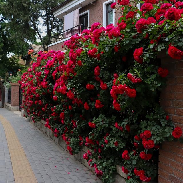 什么花最好看，什么花最高贵最优雅（爬到墙上做“花海”）