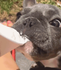 宠物狗价格，上班族、有小孩、新手适合养什么狗（宠物狗价格排行）